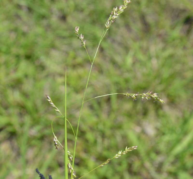 Gaping Grass photo 3