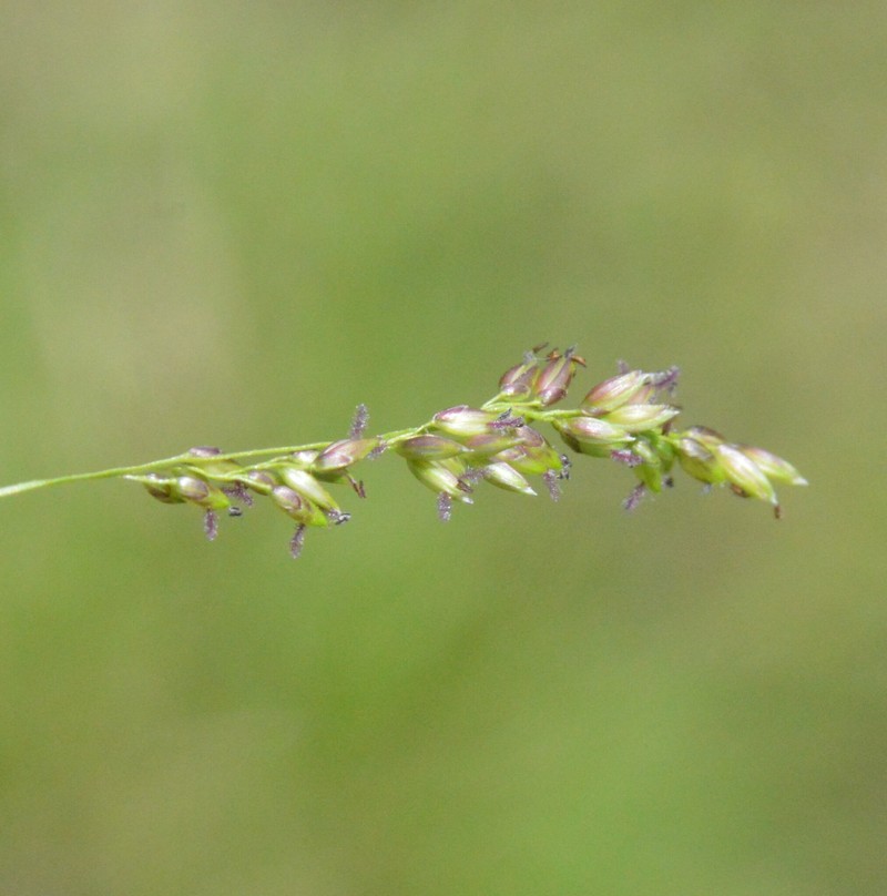 Gaping Grass photo 4