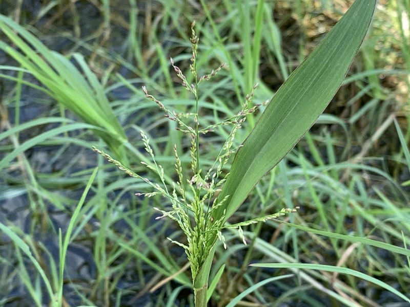 Lax Panicgrass