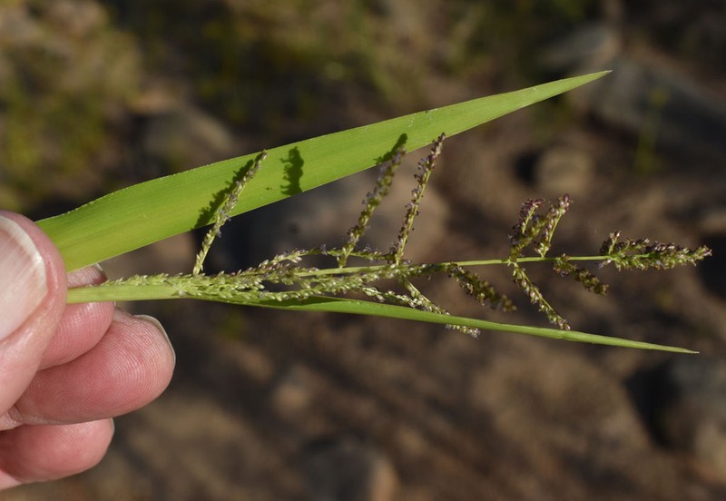 Lax Panicgrass photo 2