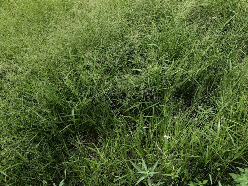 Lax Panicgrass photo 3