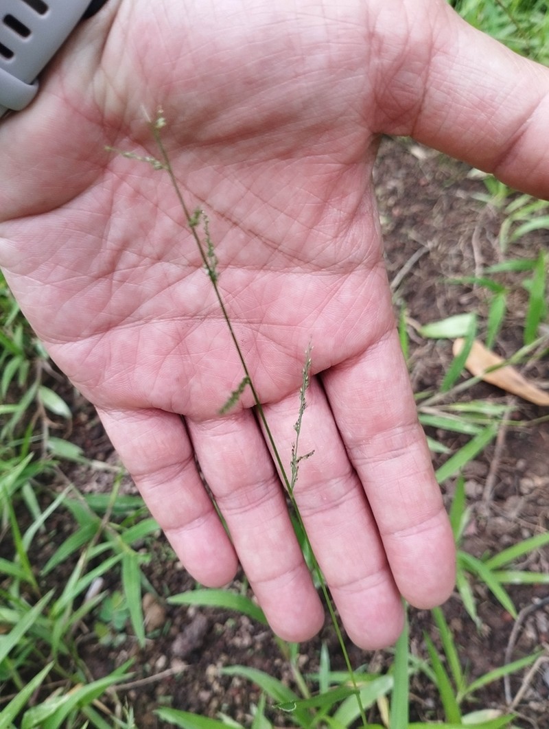 Lax Panicgrass photo 4