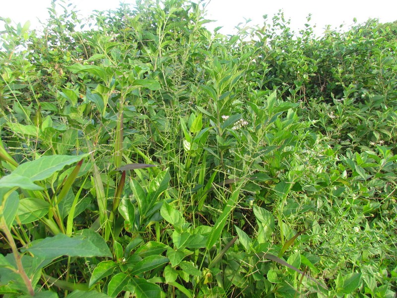 Lax Panicgrass photo 5