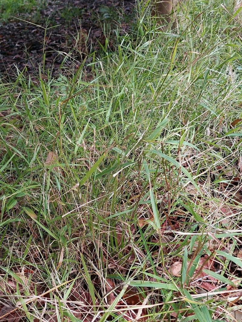 Lax Panicgrass photo 6