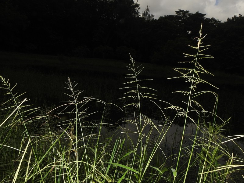 Lax Panicgrass photo 7