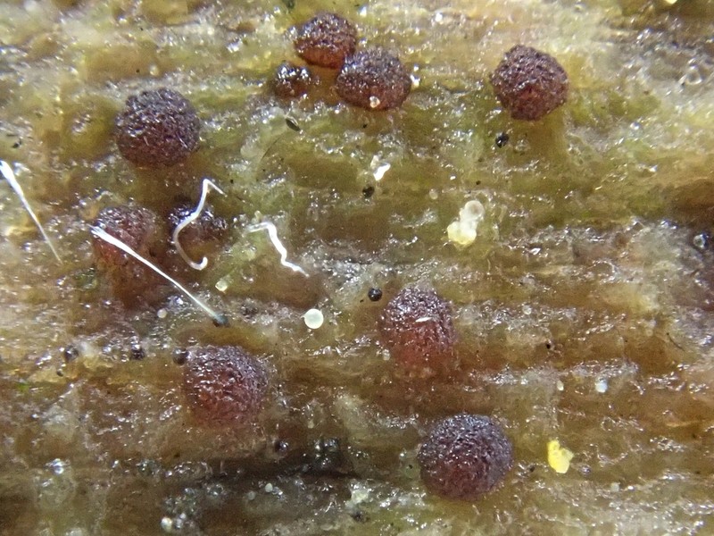 Steinia Lichen