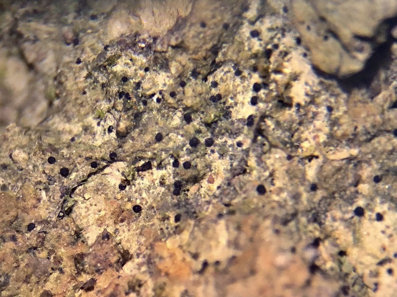 Steinia Lichen photo 2