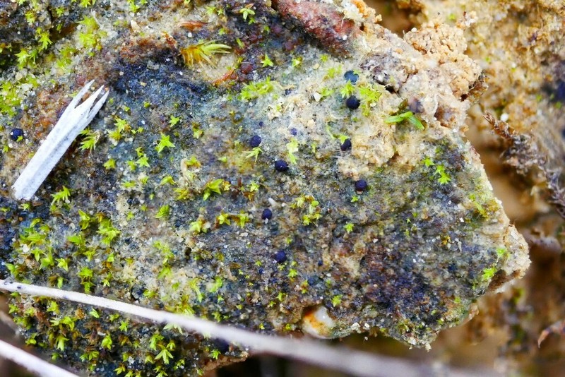 Steinia Lichen photo 3