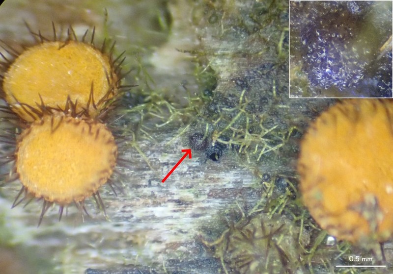 Steinia Lichen photo 4