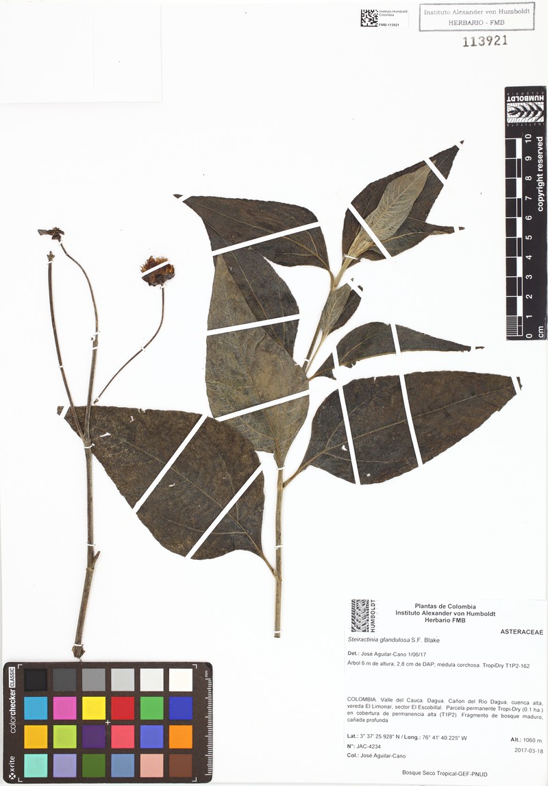 Steiractinia glandulosa