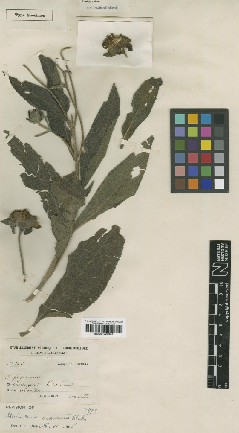 Steiractinia ocanensis
