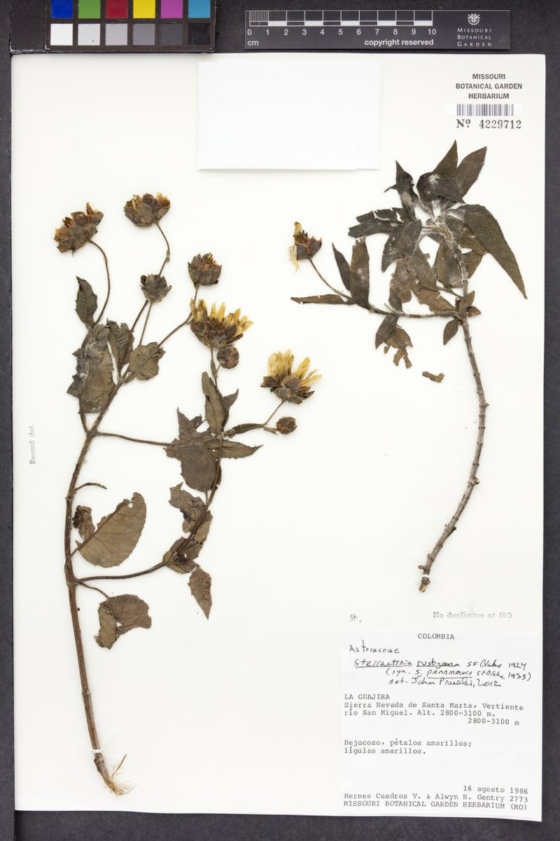 Steiractinia rusbyana