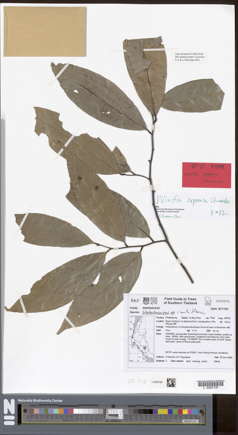 Stelechocarpus expansus