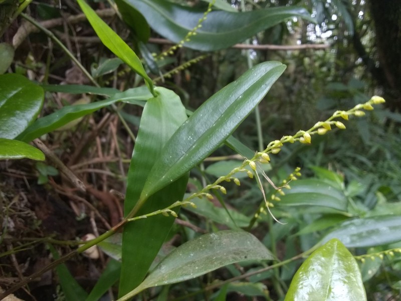 Guadeloupe Bonnet Orchid