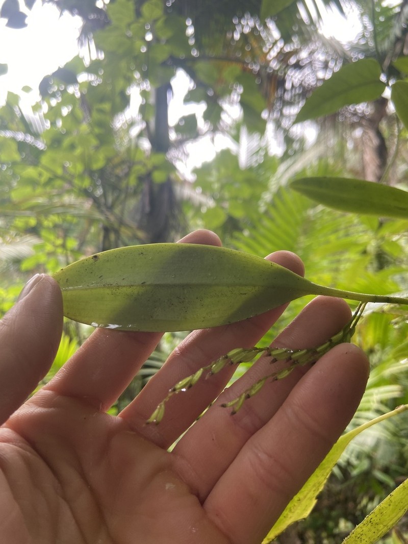 Guadeloupe Bonnet Orchid photo 4