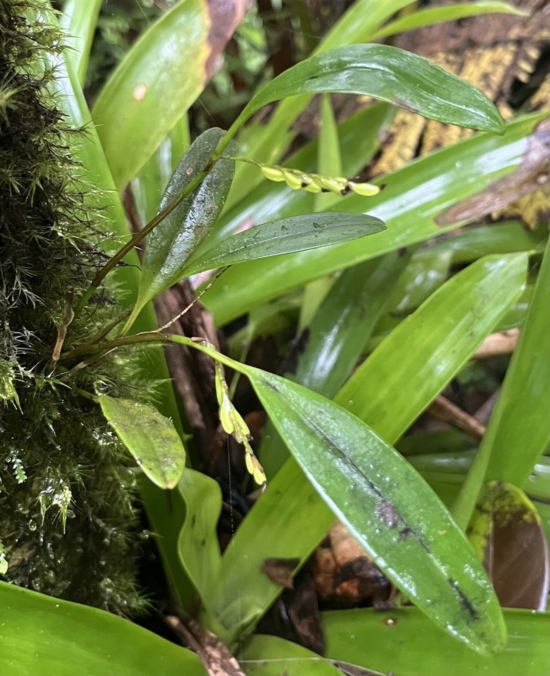 Guadeloupe Bonnet Orchid photo 5