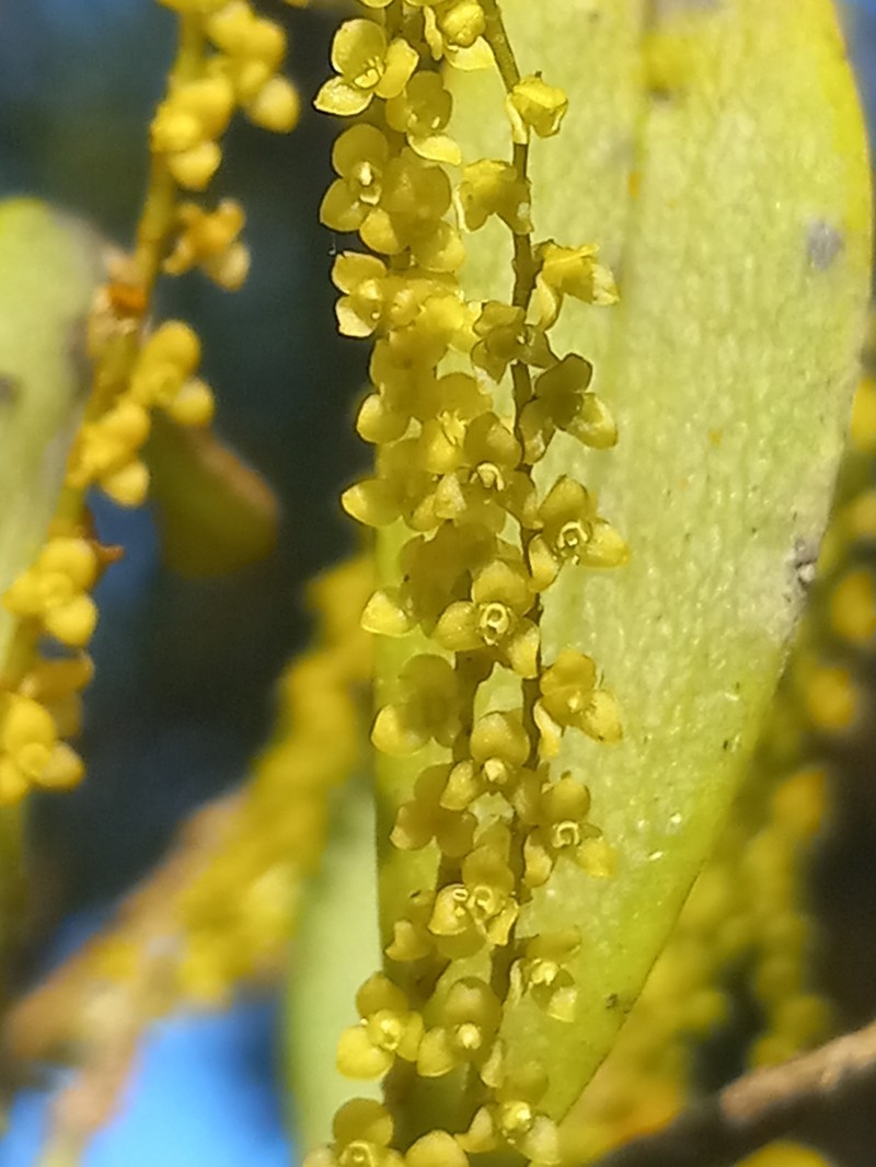 Guadeloupe Bonnet Orchid photo 6