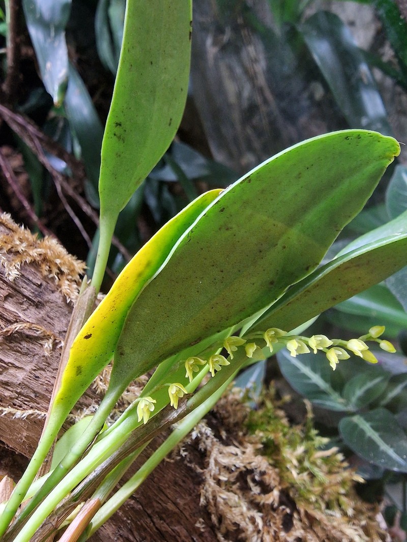 Guadeloupe Bonnet Orchid photo 7