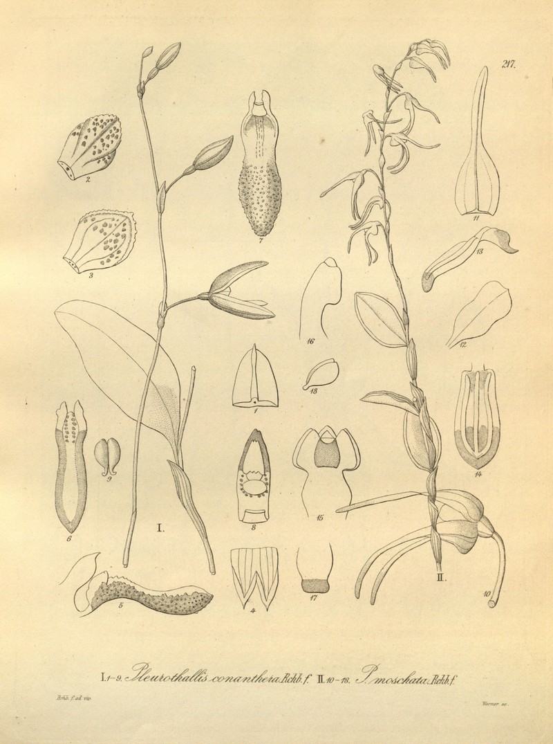 Stelis arbuscula