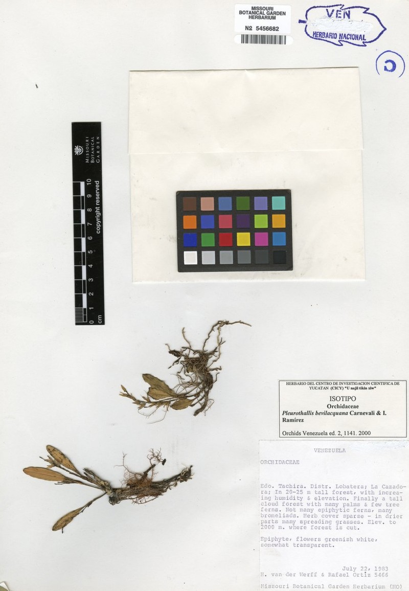 Stelis bevilacquana