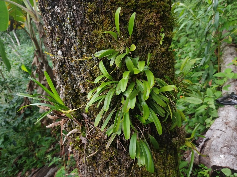 Stelis breviloba photo 2
