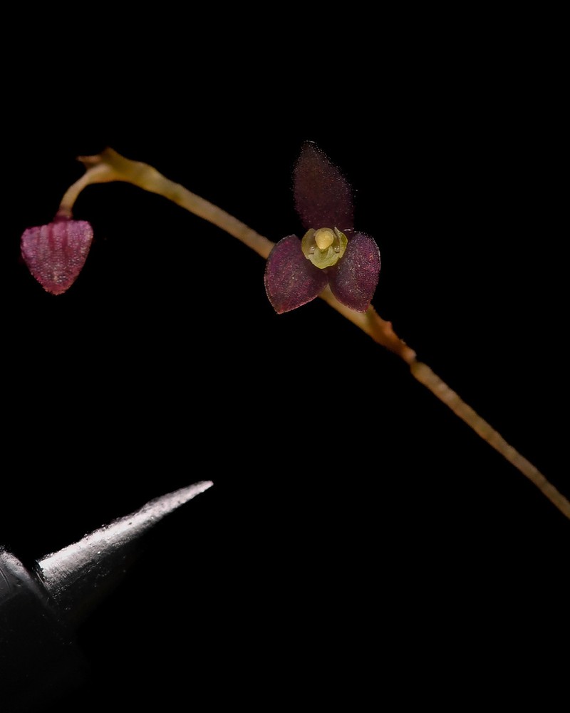 Stelis caespitula