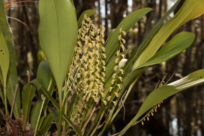 Flor De Llanten