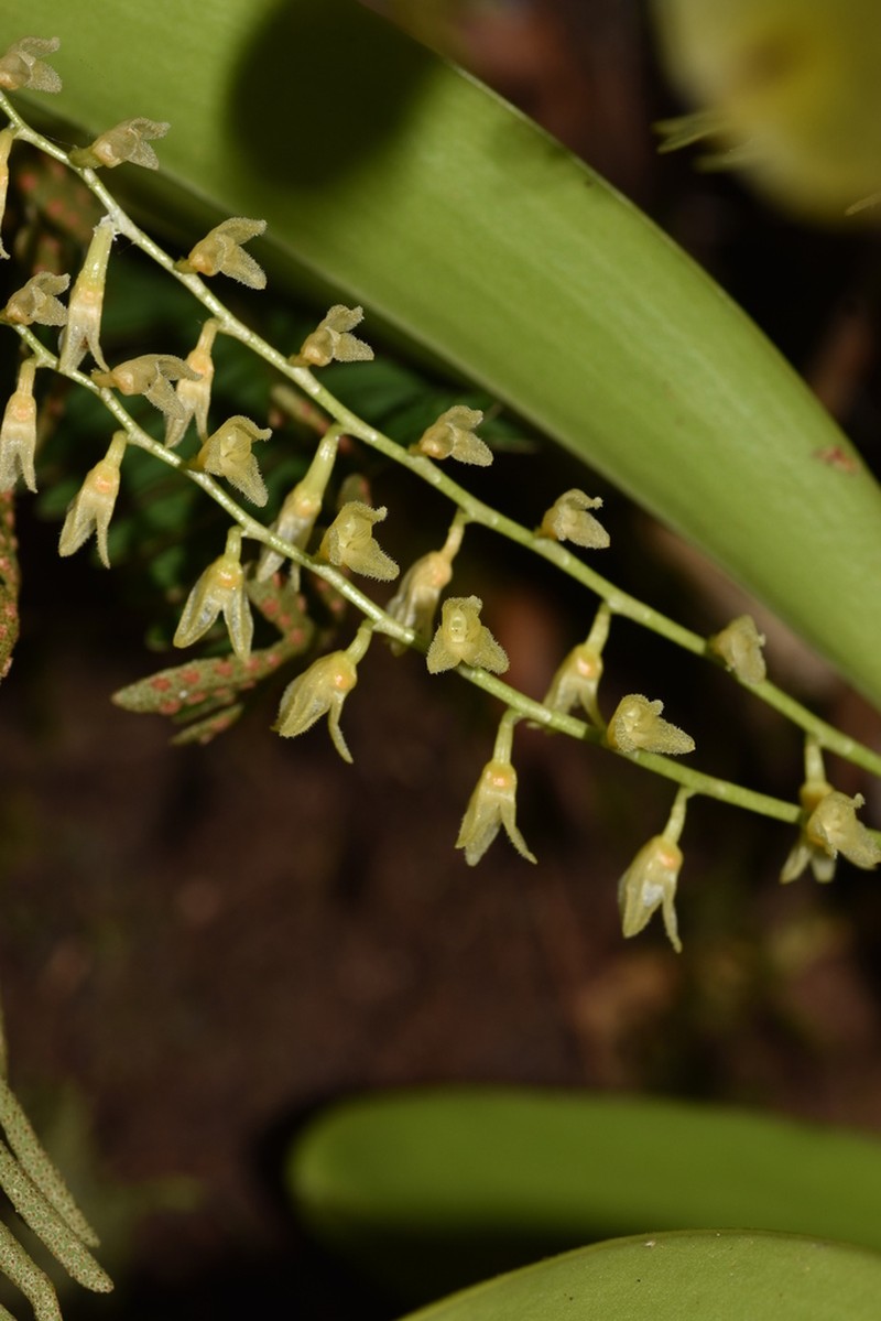 Flor De Llanten photo 4