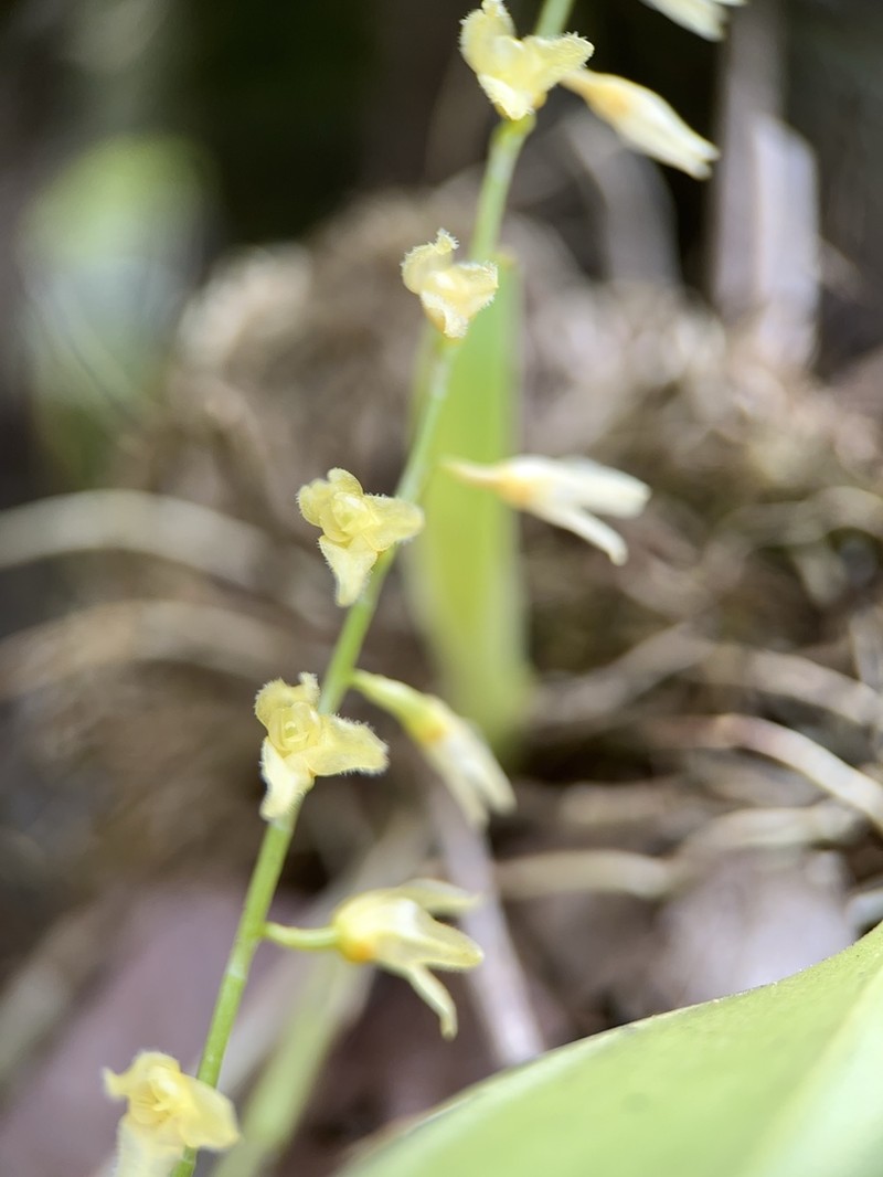 Flor De Llanten photo 5