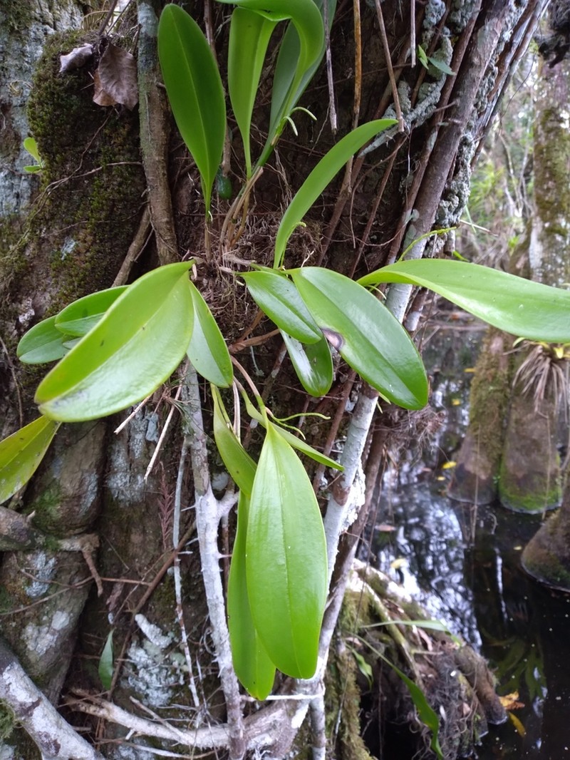 Flor De Llanten photo 8