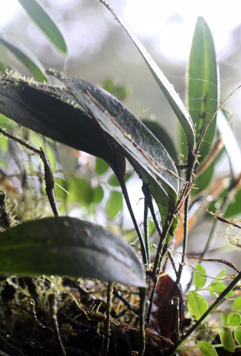 Stelis megachlamys f. megachlamys