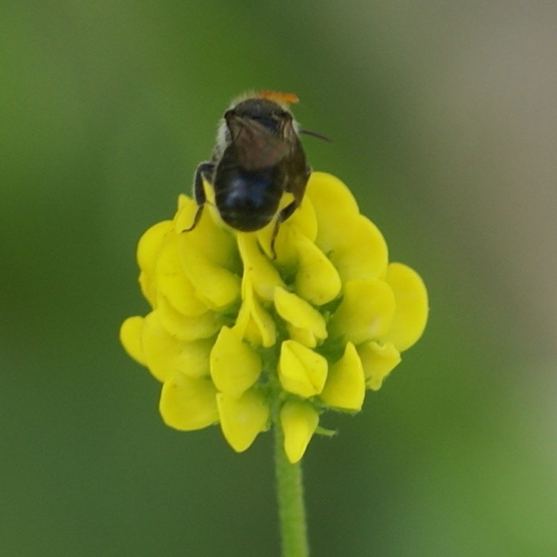 Stelis minima photo 2