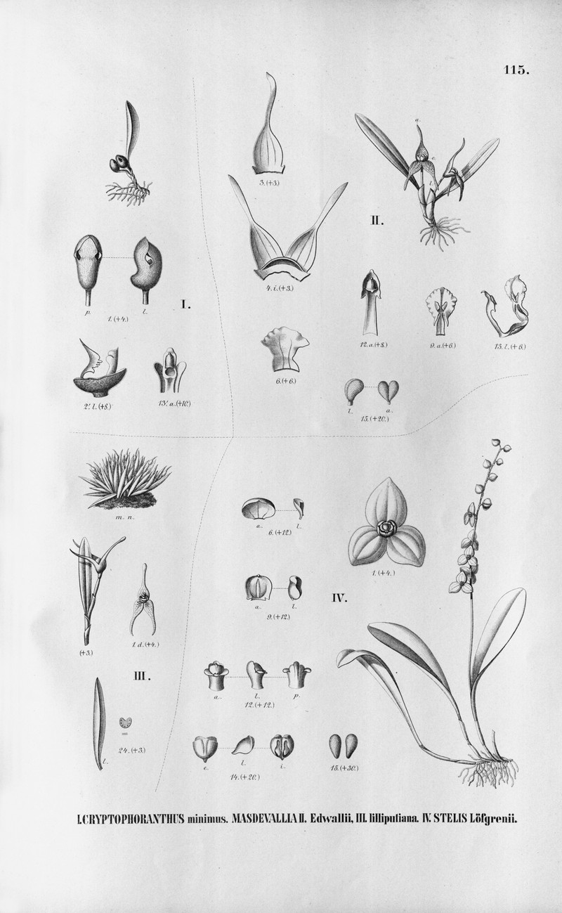 Stelis minima