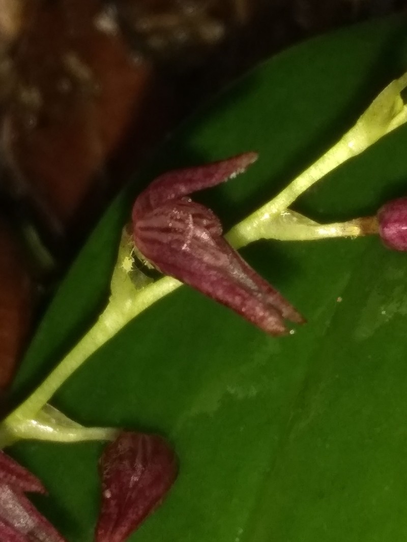 Ladies' Bonnet Orchid photo 3