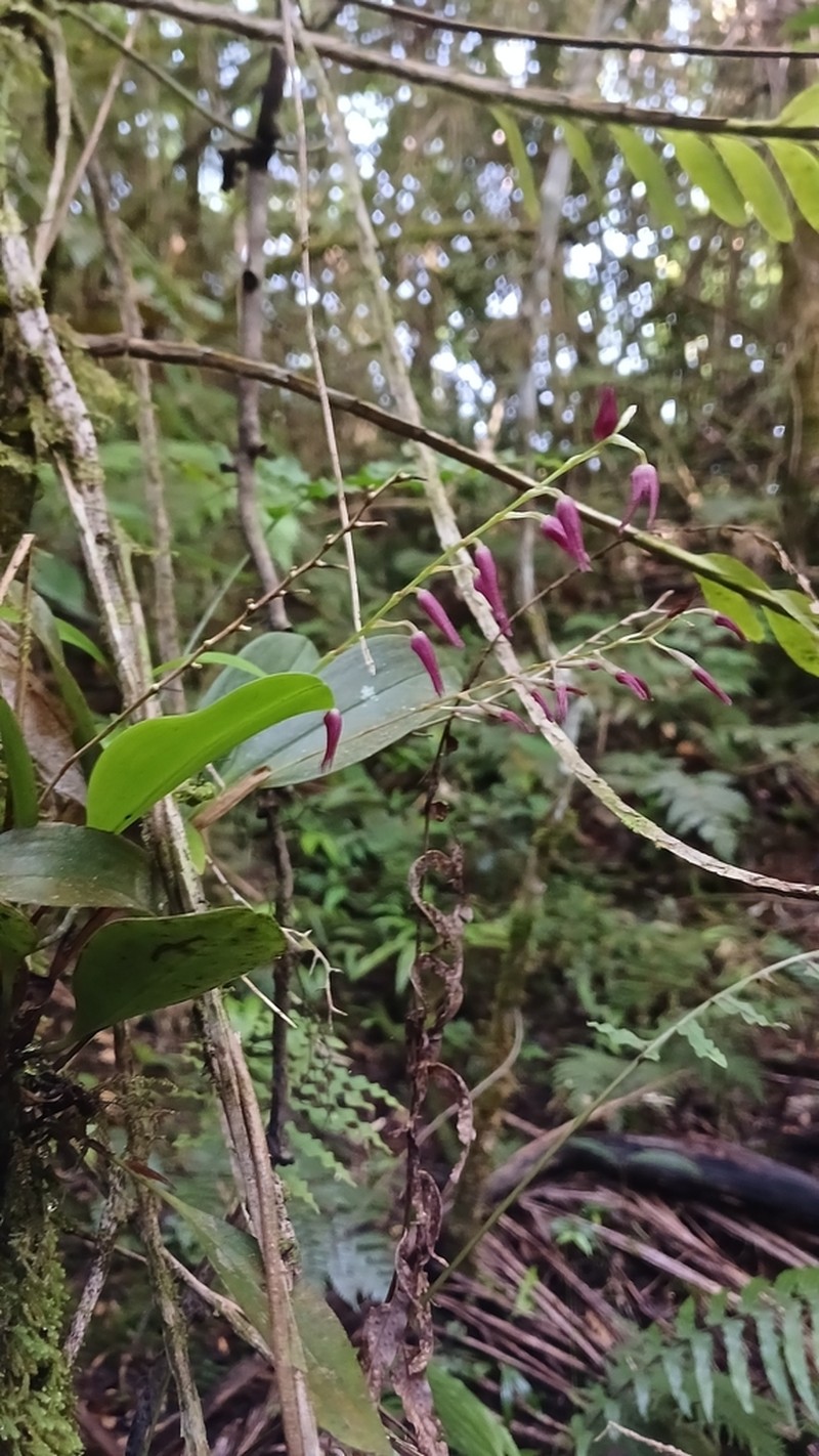 Ladies' Bonnet Orchid photo 4
