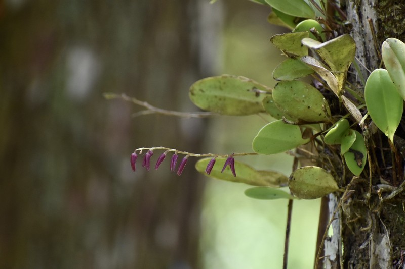 Ladies' Bonnet Orchid photo 7