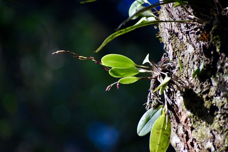 Ribbed Bonnet Orchid photo 5