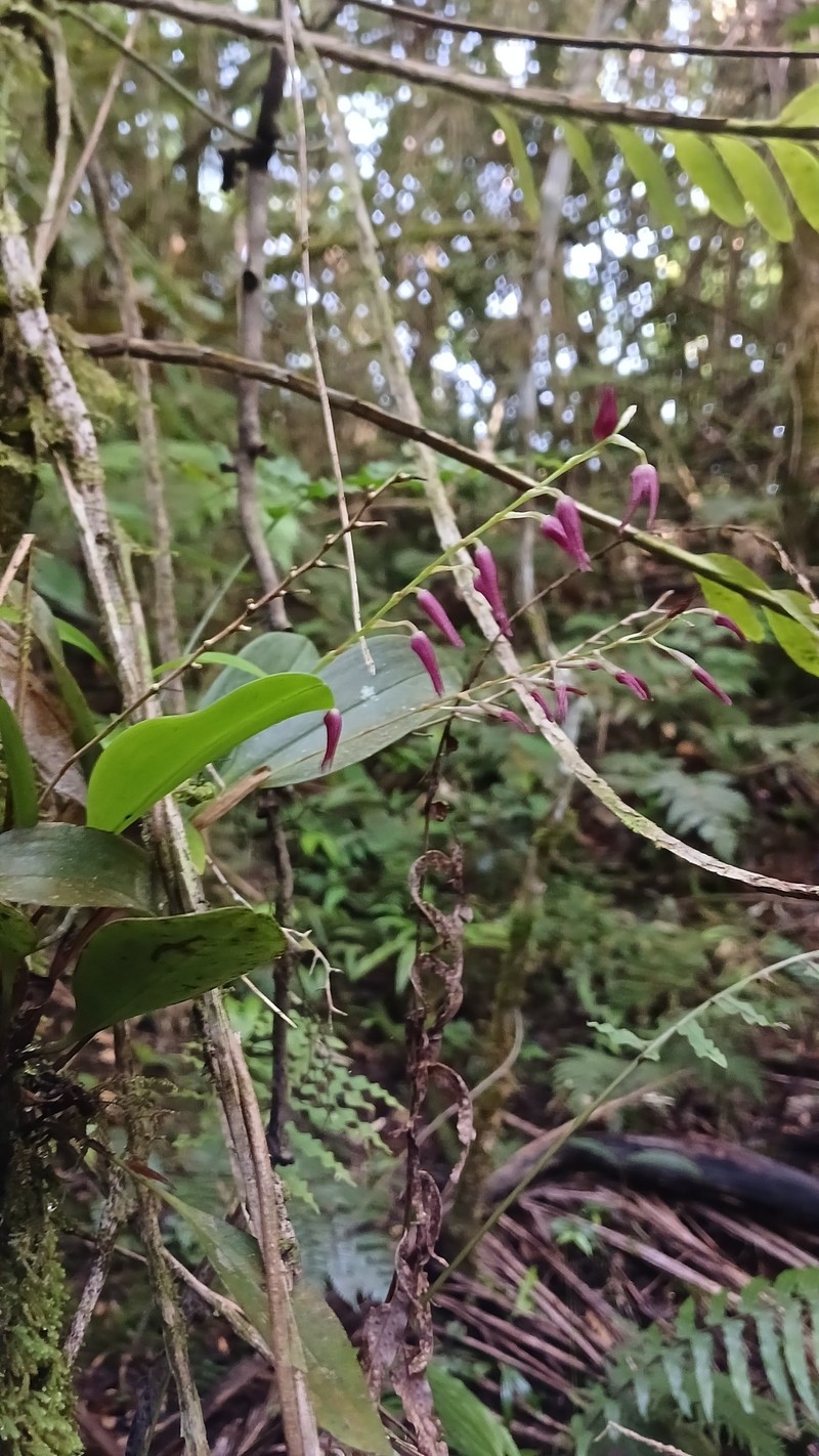 Ribbed Bonnet Orchid photo 6