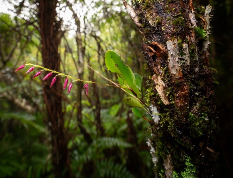 Ribbed Bonnet Orchid photo 8