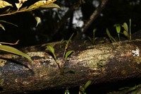 West Indian Leach Orchid