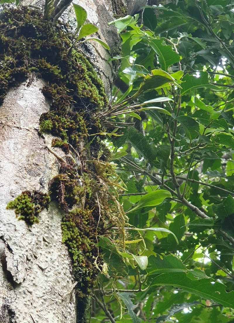 West Indian Leach Orchid photo 2