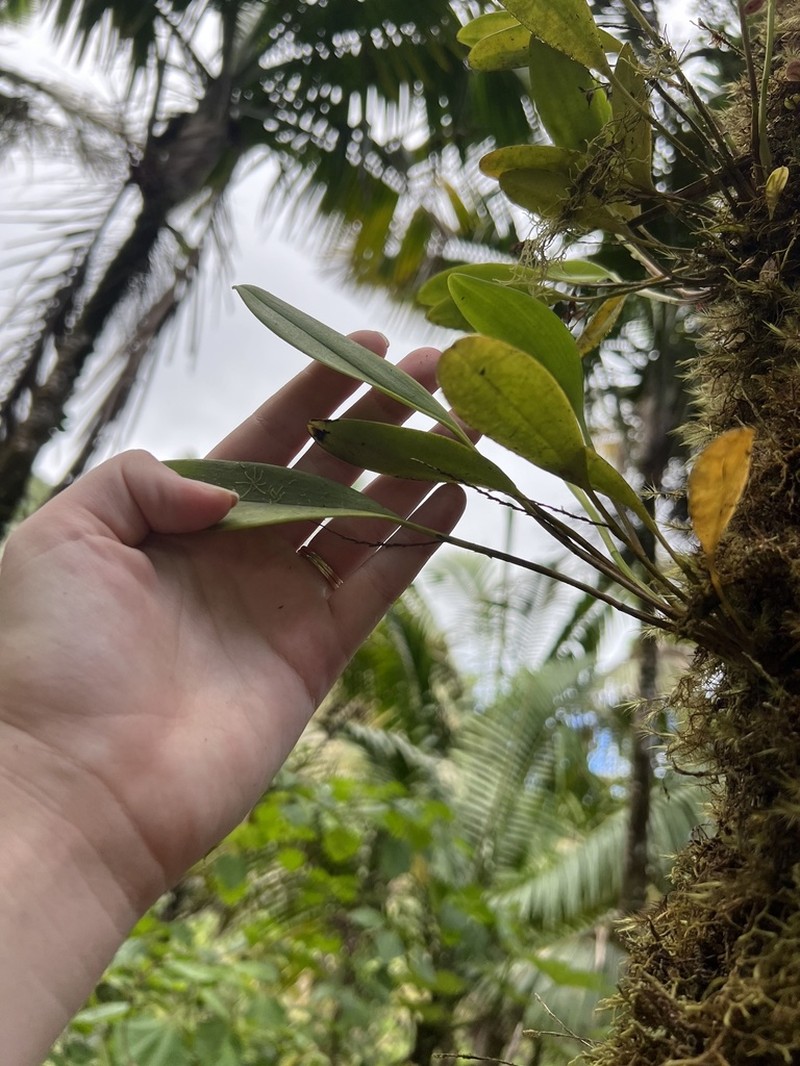 West Indian Leach Orchid photo 3