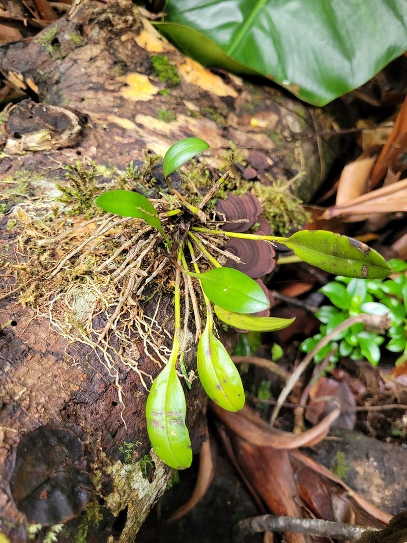 West Indian Leach Orchid photo 4