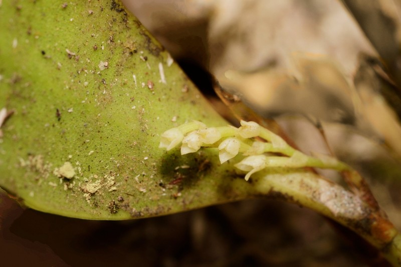 West Indian Leach Orchid photo 5