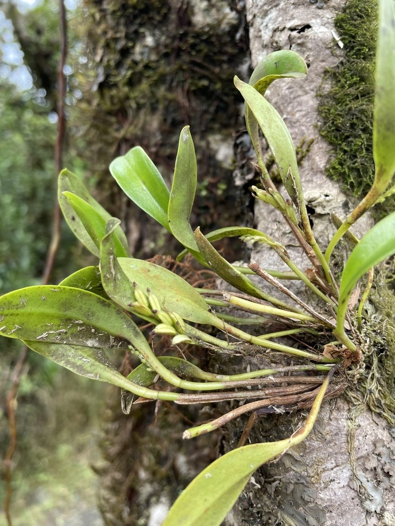 West Indian Leach Orchid photo 6
