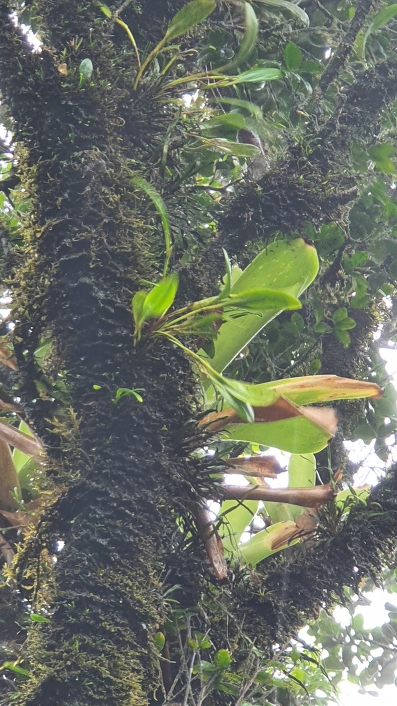 West Indian Leach Orchid photo 7