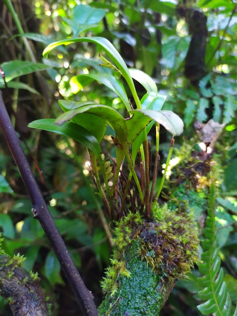 West Indian Leach Orchid photo 8
