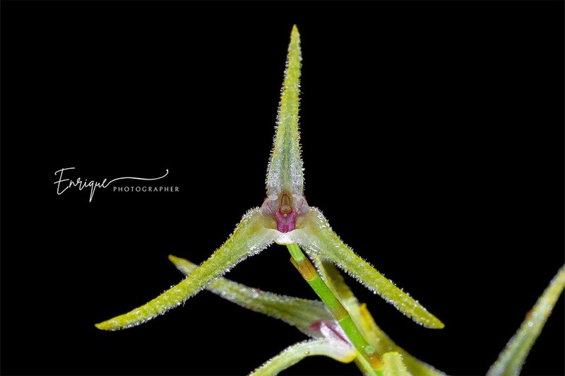 Stelis poasensis
