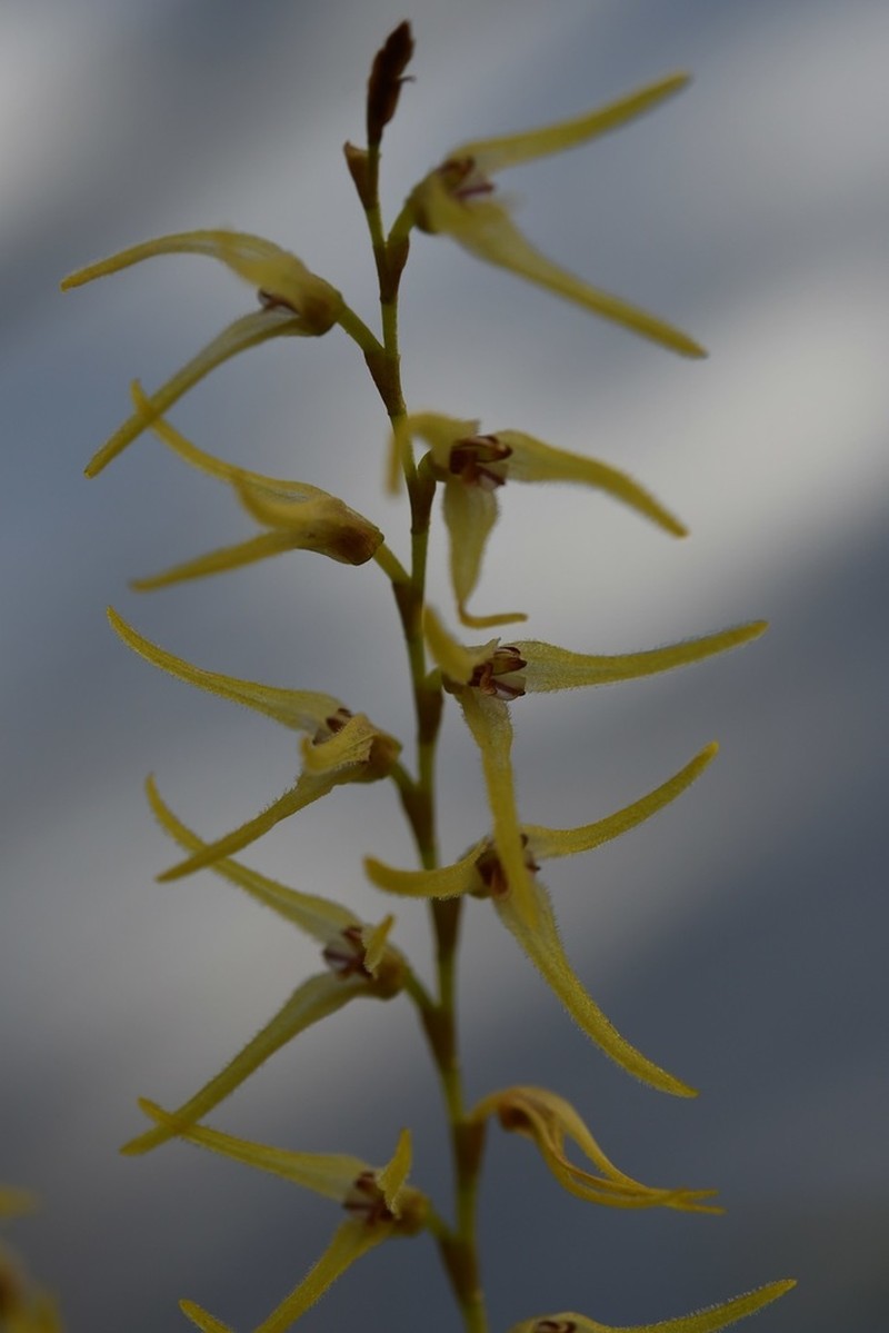 Stelis poasensis photo 2