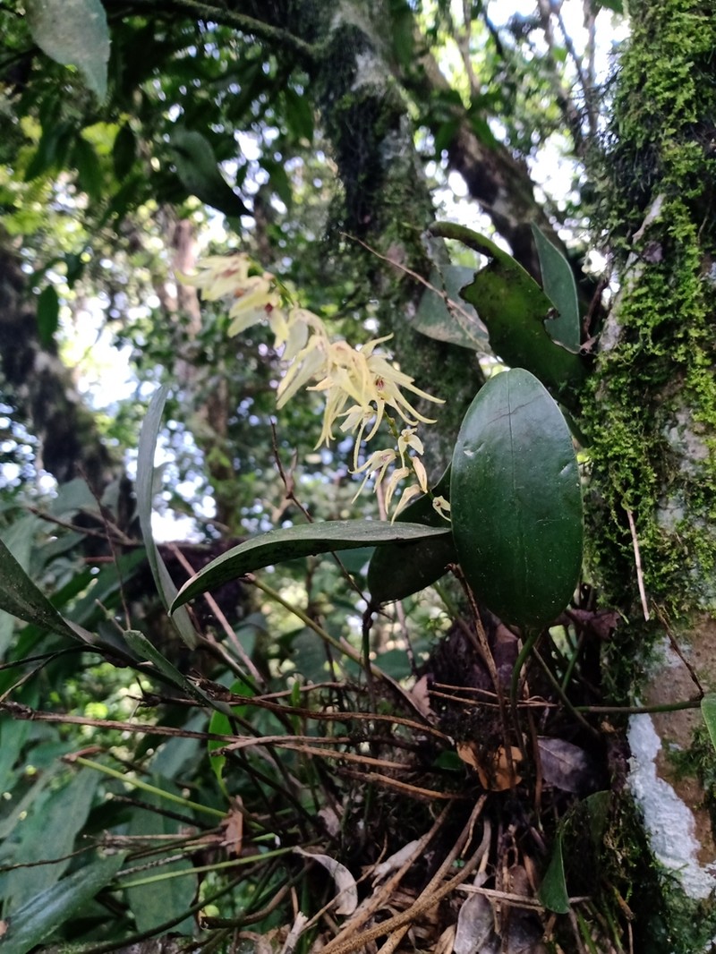 Stelis poasensis photo 3